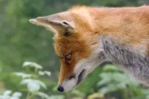 fox